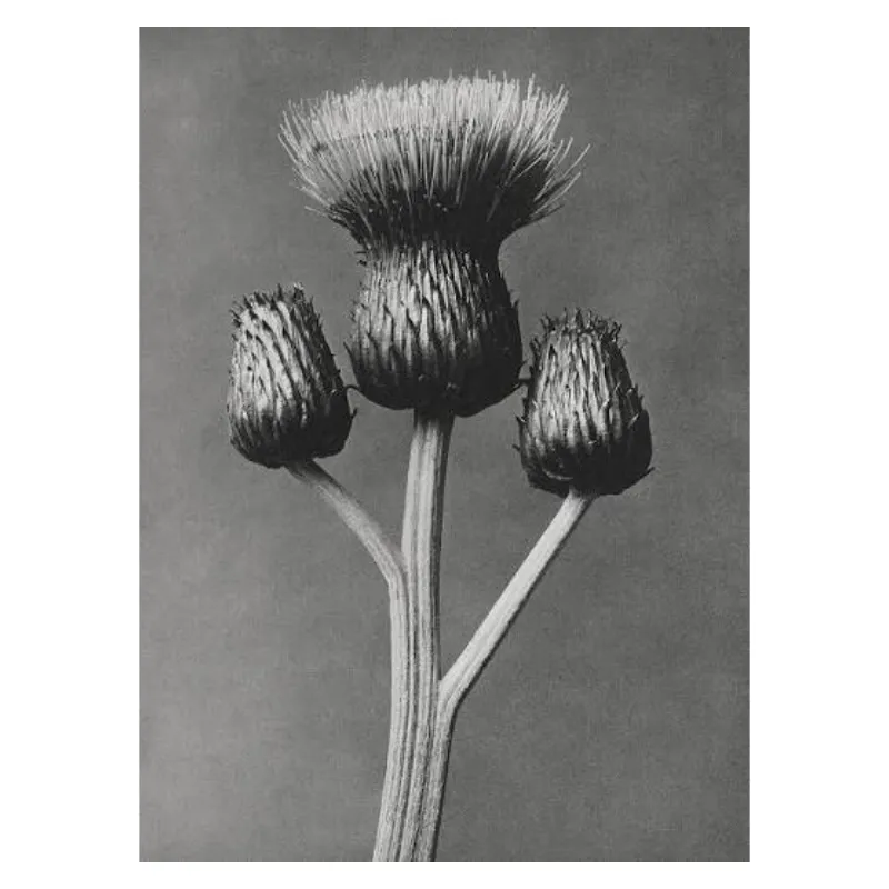 Karl Blossfeldt