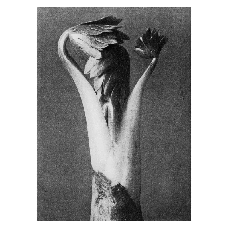 Karl Blossfeldt