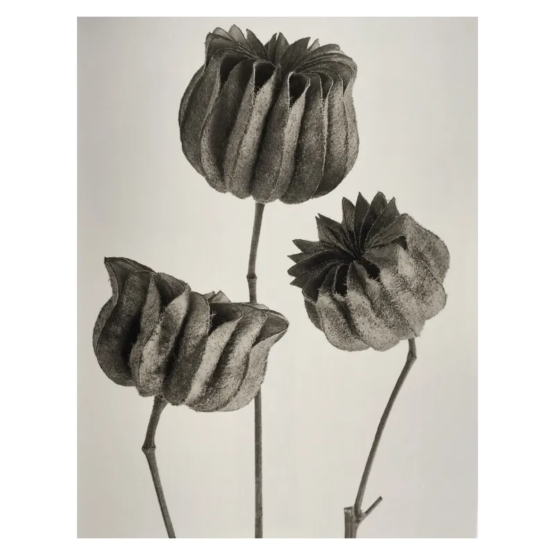 Karl Blossfeldt