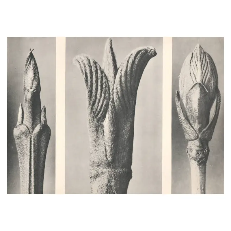 Karl Blossfeldt