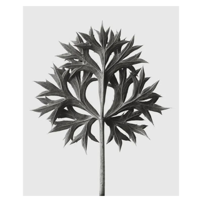Karl Blossfeldt