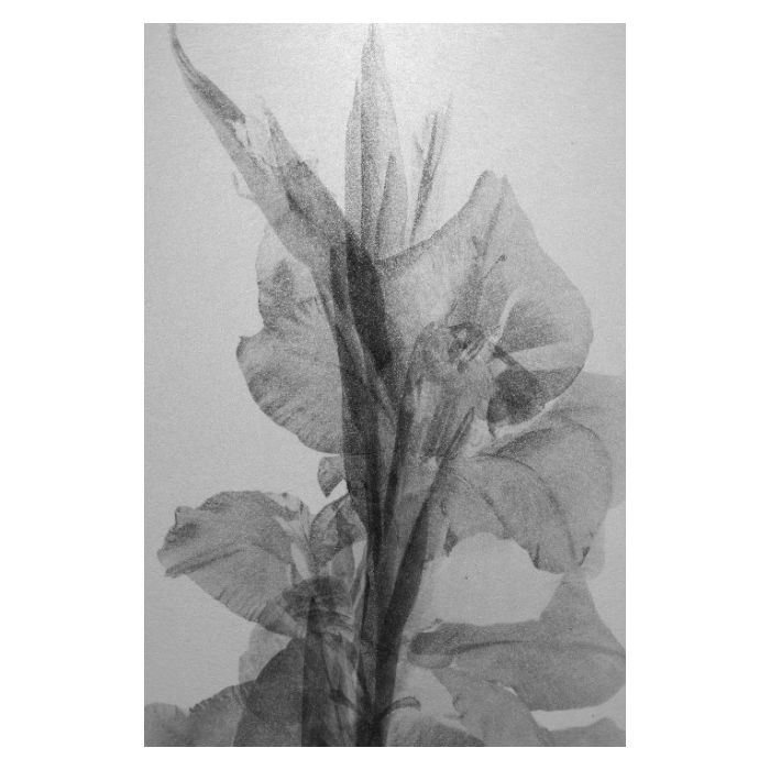 Photographie de Kamila Solarz, série Cycles : fleur en cours de transformation, superpositions sur papier japonais.