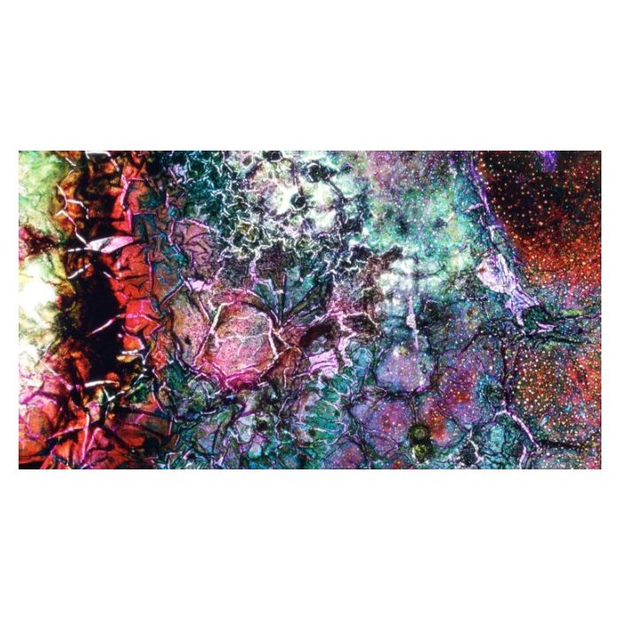Image de Lara Tabet obtenue par l’action de bactéries sur un film photographique couleur.