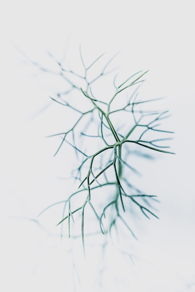 photo de plantes artistique