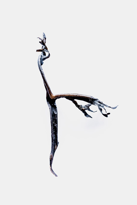 algues-sirene-studio-photo-artistique-nature-morte