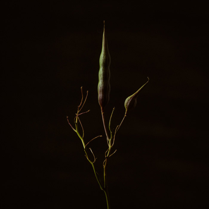 nature morte en studio, d'une plante sur fond noir.