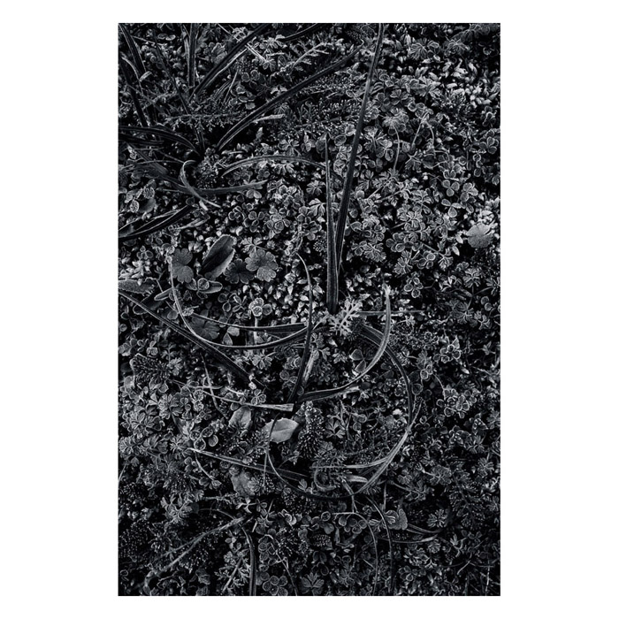 nature morte artistique de plante, en noir et blanc dans un jardin.