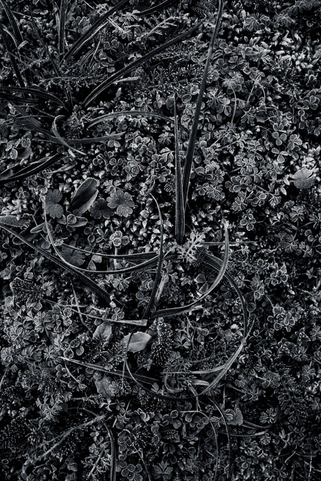 nature morte artistique de plante, en noir et blanc dans un jardin.