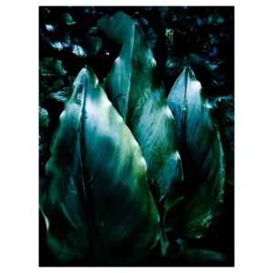 Photographie artistique de trois grandes feuilles dressées aux reflets bleu-vert sur fond sombre, tirage d’art végétal réalisé à Mareil-Marly (Yvelines), décoration murale contemporaine.