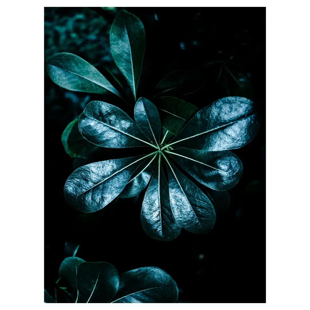 Photographie artistique d’une feuille radiale vert sombre sur fond noir, tirage d’art végétal réalisé à Dieulefit dans la Drôme, décoration murale nature contemporaine.