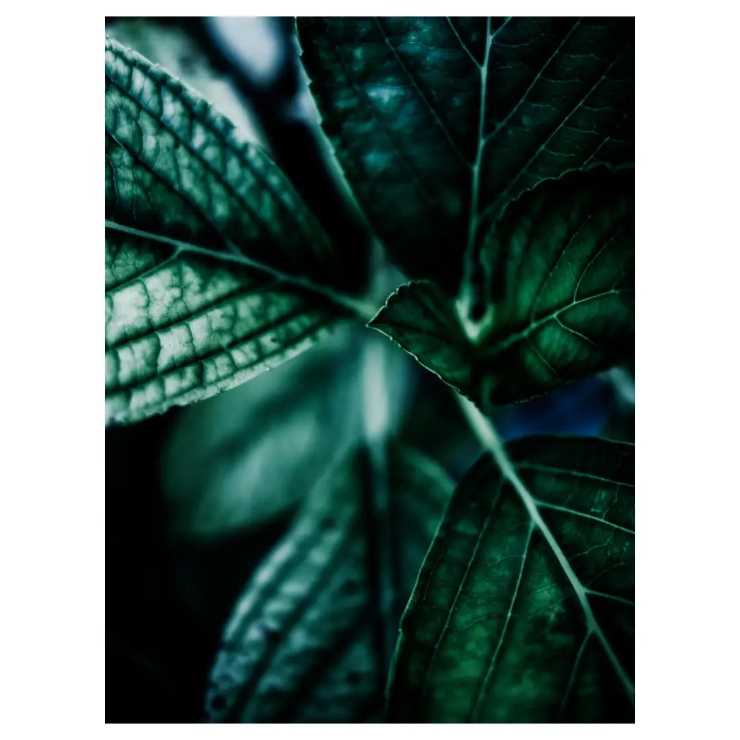 Tirage d’art végétal, gros plan de feuilles aux nervures vert sombre, photographie réalisée au Vésinet (Yvelines), décoration murale nature contemporaine.