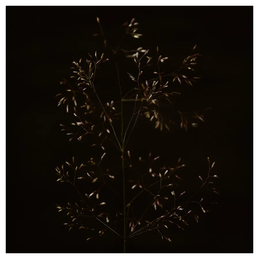 Brindille de graminée aux panicules fines, éclairée en low-key sur fond noir — photographie minimaliste macro.