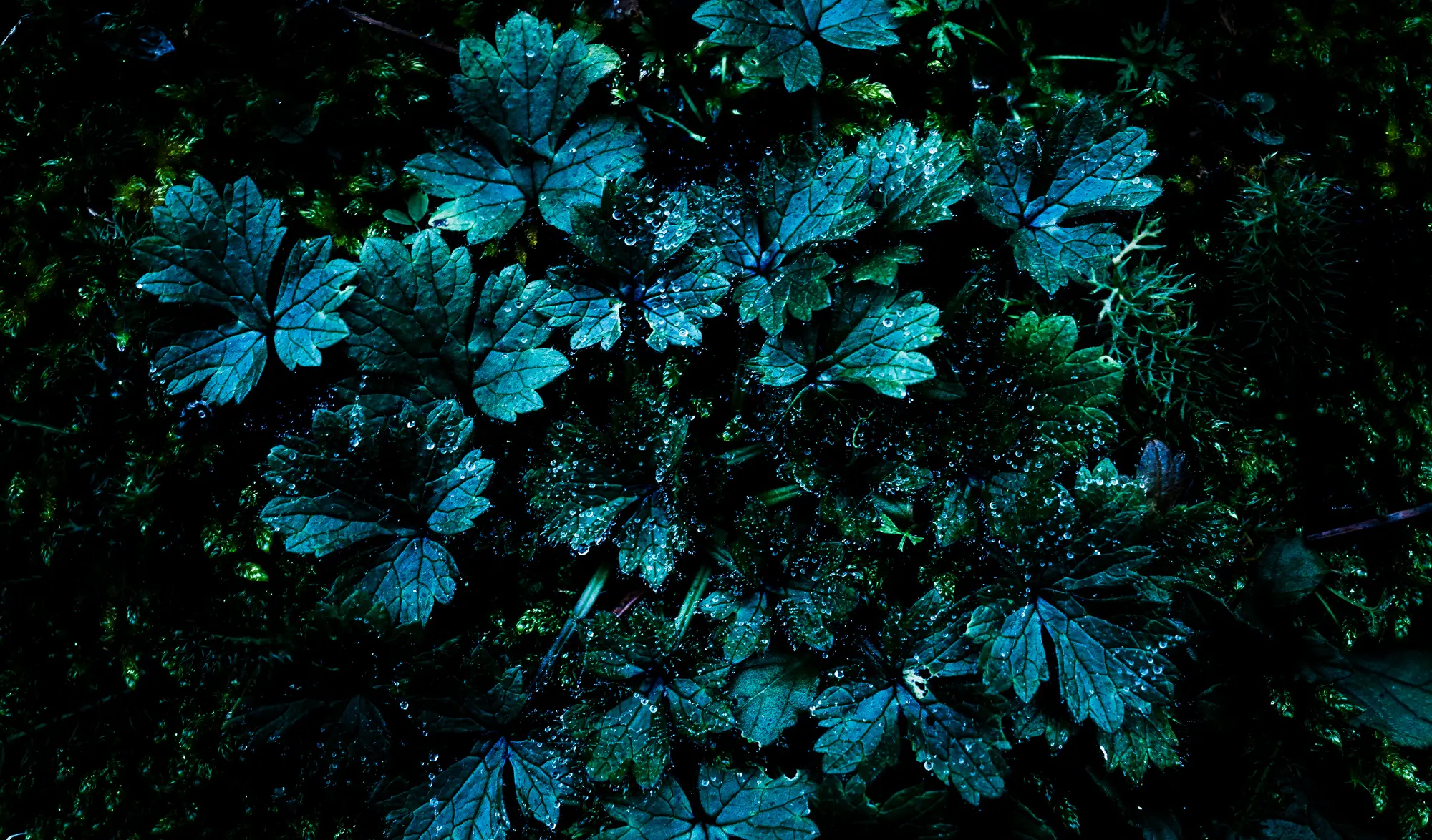 Bannière de boutique de tirages photo d’art à Bordeaux avec gros plan artistique de feuillages verts pour décoration végétale.