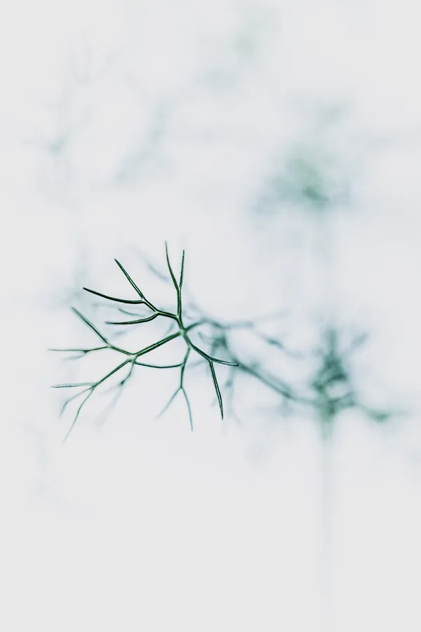 Brindille ramifie en high-key, écriture visuel plasticienne : rameaux fins en avant-plan net, silhouettes végétales diffuses en arrière-plan, espace négatif dominant — minimalisme aérien, photo en macro.