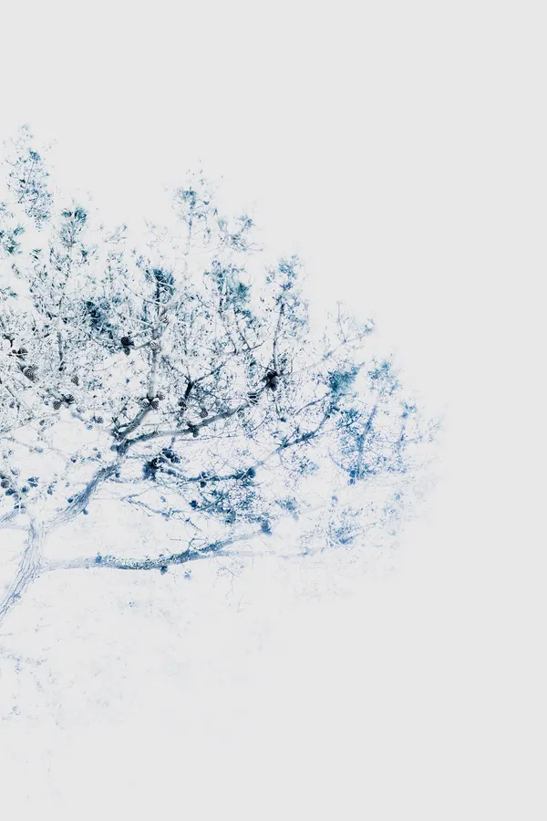 Canopée de pin en high-key, écriture photographique plasticienne : réseau de branches et cônes bleutés, matière légère, grande réserve de blanc — impression d’estampe aérienne.