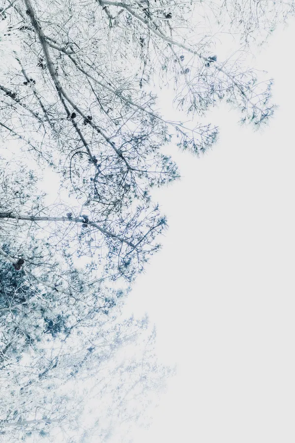 Canopée de pins en prise de vue high-key, écriture plasticienne : faisceaux de branches convergentes, cônes épars, diagonale descendante, large réserve de blanc — dynamique aérienne.