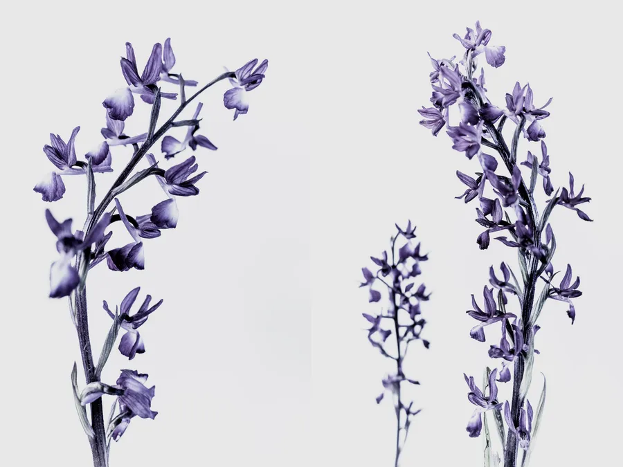 Canopée de pins en prise de vue high-key, écriture plasticienne : faisceaux de branches convergentes, cônes épars, diagonale descendante, large réserve de blanc — dynamique aérienne.