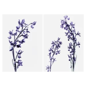 Diptyque de photographie d’art végétale en style High Key représentant des tiges de fleurs violettes sur fond clair, réalisé à Belle-Île-en-Mer, tirage photo fine art signé et numéroté par le photographe Nicolas Louis, idéal pour une décoration murale contemporaine dans un intérieur à Paris.