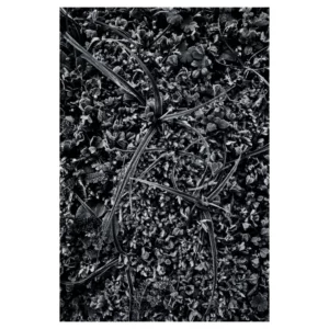Gros plan de végétation givrée en noir et blanc, entrelacs d’herbes fines et petites feuilles cristallisées par le gel, texture dense et graphique, lumière hivernale douce captée à Dirac, France.