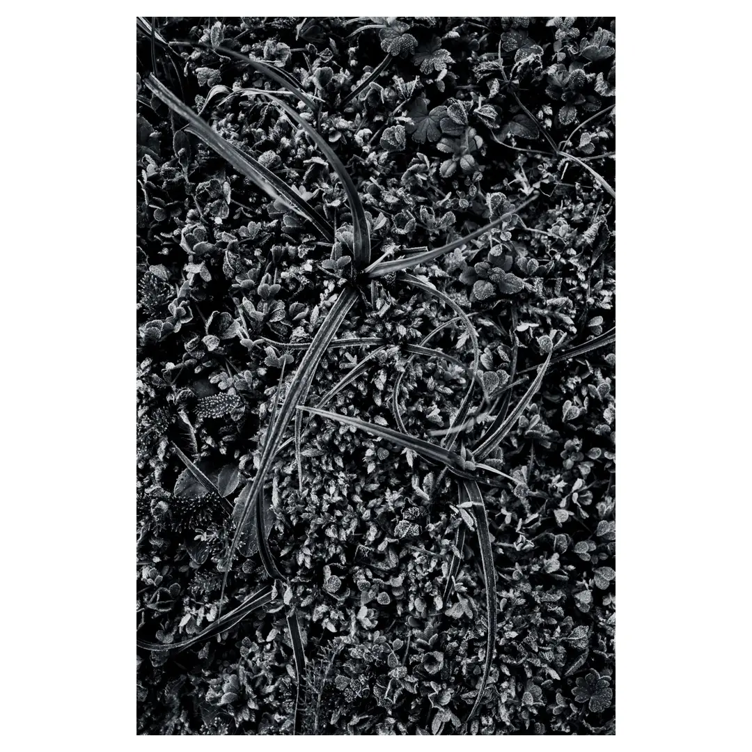 Gros plan de végétation givrée en noir et blanc, entrelacs d’herbes fines et petites feuilles cristallisées par le gel, texture dense et graphique, lumière hivernale douce captée à Dirac, France.
