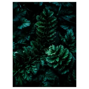 Photographie artistique de feuillage dense vert sombre en rosettes, éclairage en clair-obscur ; réalisée à Bayonne (Pays Basque), tirage d’art végétal pour décoration murale.