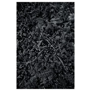 Photographie artistique en noir et blanc d’un feuillage givré, détails de feuilles, herbes et mousses figées par le froid, texture fine et contrastée, lumière hivernale douce captée à Dirac, France.