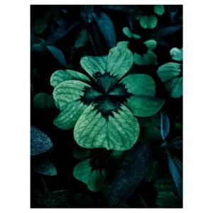 Tirage photo d’art-Série limitée Nocturne Végétale #11-Feuillage rosette-30x40cm
