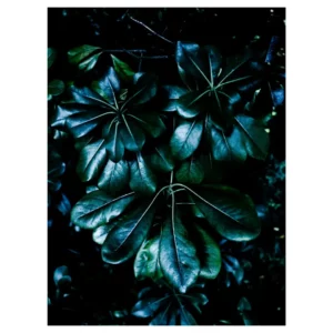 Photographie artistique de feuillage en rosette vert sombre sur fond noir, tirage d’art végétal réalisé à Dieulefit dans la Drôme, décoration murale contemporaine.