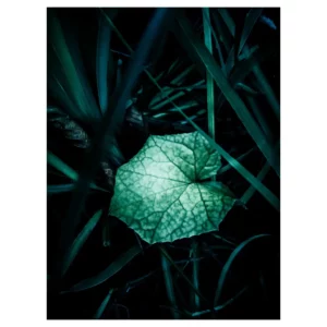 Gros plan d’une feuille vert pâle en forme de cœur parmi des graminées sombres, éclairage en clair-obscur ; photographie réalisée au Bois de Vincennes (Paris), tirage d’art végétal pour décoration murale.
