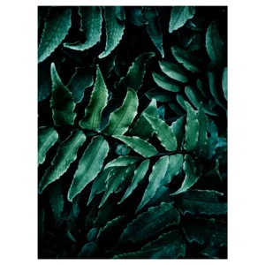 Photographie artistique de feuilles croisées en clair-obscur, tirage d’art végétal réalisé au bois de Vincennes (Paris), décoration murale contemporaine.