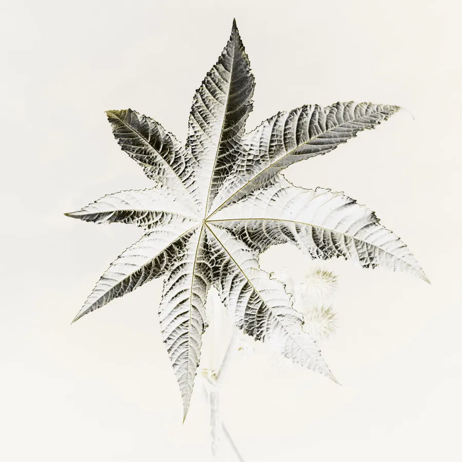 Feuille palmée en étoile de ricin, high-key plasticien : nervures très marquées, bords dentelés, capsules épineuses en arrière-plan atténué — dessin botanique sur fond laiteux avec un rendu en négatif photo.