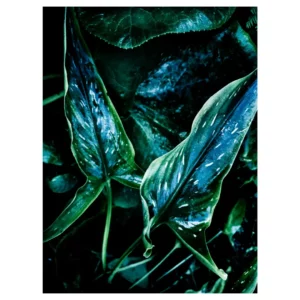 Photographie artistique de feuilles lancéolées aux reflets bleu-vert sur fond sombre, tirage d’art végétal réalisé à Mareil-Marly (Yvelines), décoration murale contemporaine.