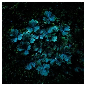 Photographie artistique d’un tapis de petites feuilles lobées couvertes de gouttes sur la mousse, ambiance végétale sombre en sous-bois, tirage d’art nature — prise à Dirac en France, idéale pour décoration murale.