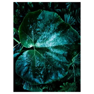 Photographie artistique d’une grande feuille ronde aux nervures apparentes, reflets bleu-vert sur fond sombre, tirage d’art végétal réalisé à Mareil-Marly (Yvelines), décoration murale contemporaine.