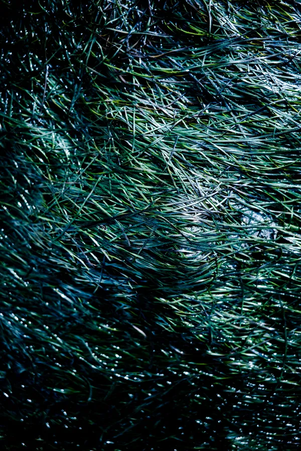 Plan rapproché en couleur d’un herbier marin : longues feuilles rubanées vertes, luisantes d’eau, superposées en diagonale ; reflets bleutés, micro-bulles et sensation de flux continu, texture dense et mouvante.