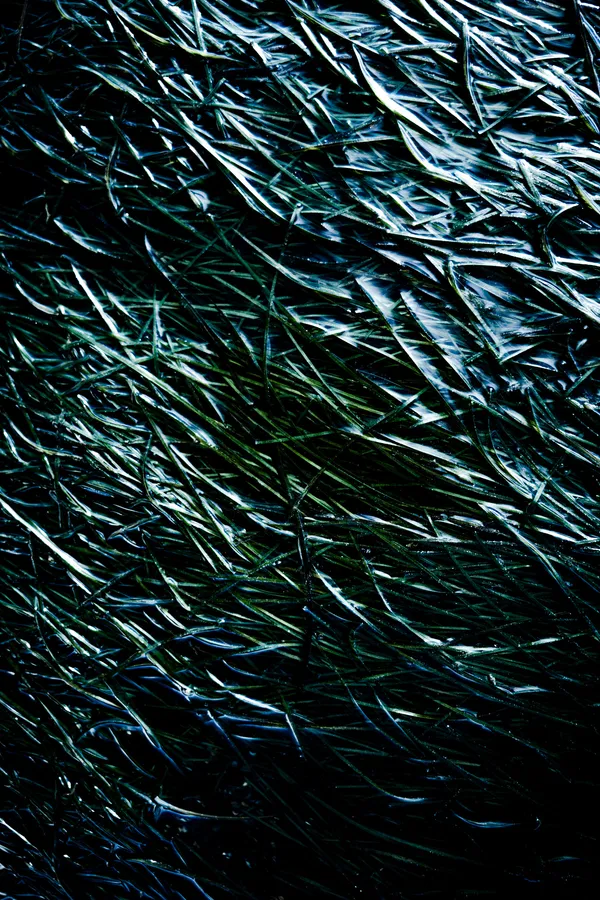 Plan serré d’un herbier marin : longues lames vert-bleu luisantes, superposées en diagonales, que l’eau étire et froisse ; reflets métalliques, sensation de flux continu et texture dense.