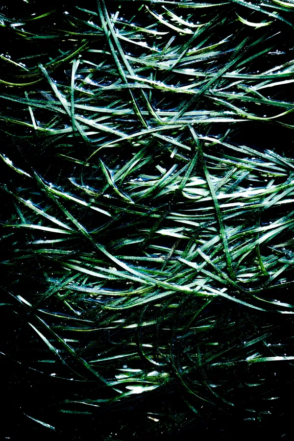 Gros plan couleur d’un herbier marin : longues lames vertes entrecroisées en réseau serré, ourlées de micro-gouttes scintillantes ; reflets lumineux, diagonales tendues et sensation de tissage en mouvement sous l’eau.