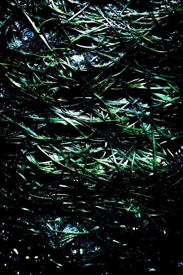 Plan serré en couleur d’un herbier marin : longues lames vertes entrelacées en maillage, reflets mouillés et taches de sable clair par endroits ; diagonales dynamiques, impression de mouvement sous l’eau.