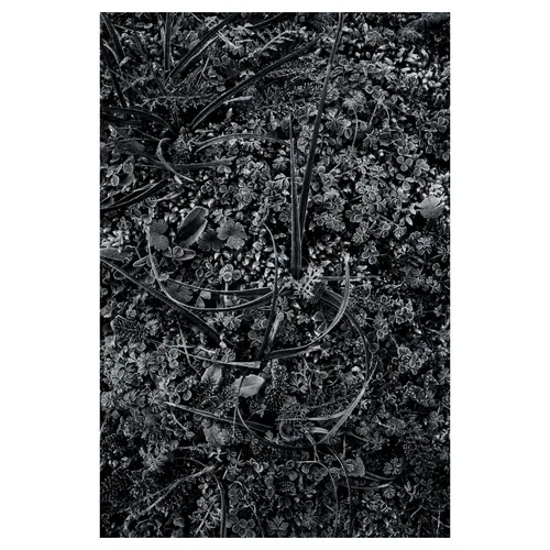 Macro en noir et blanc d’une rosette aux feuilles veloutées couvertes de givre, posée sur un tapis dense de mousses et micro-plantes ; lumière rase, textures riches et contraste hivernal.