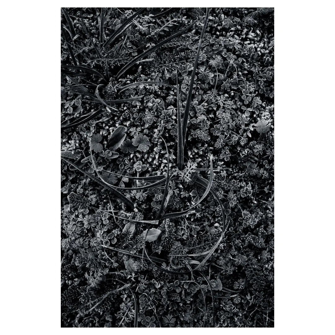 Macro en noir et blanc d’une rosette aux feuilles veloutées couvertes de givre, posée sur un tapis dense de mousses et micro-plantes ; lumière rase, textures riches et contraste hivernal.