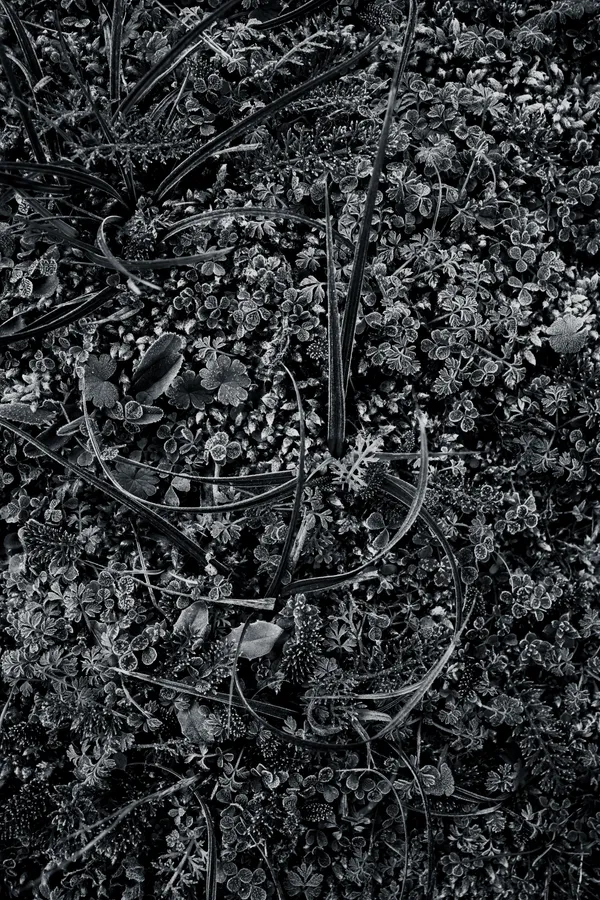Macro en noir et blanc d’une rosette aux feuilles veloutées couvertes de givre, posée sur un tapis dense de mousses et micro-plantes ; lumière rase, textures riches et contraste hivernal.