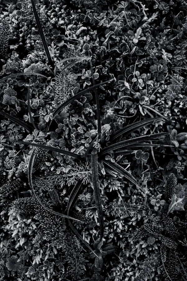 Macro en noir et blanc d’un tapis végétal givré : de longues herbes arquées rayonnent parmi trèfles, mousses et petites inflorescences granuleuses, dessinant un réseau dense et hypnotique.