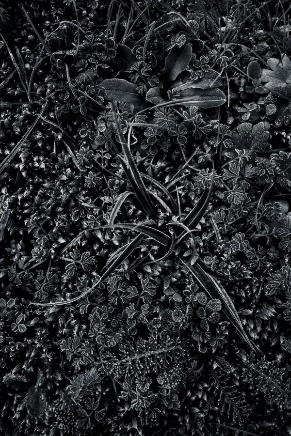 Macro en noir et blanc d’un nœud d’herbes rubanées couvertes de givre, au centre d’un tapis serré de petites feuilles découpées, mousses et fougères miniatures ; lumière rase, textures denses et graphiques.