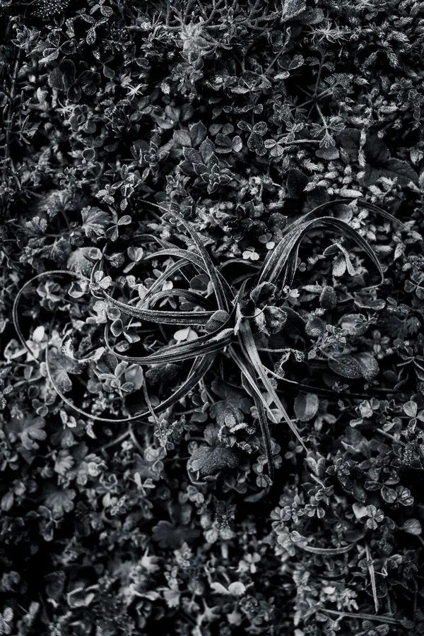 Macro en noir et blanc d’un tapis végétal : au centre, une rosette aux longues feuilles rubanées, ourlées de givre, s’entrelace parmi trèfles et mousses, textures denses et hypnotiques.