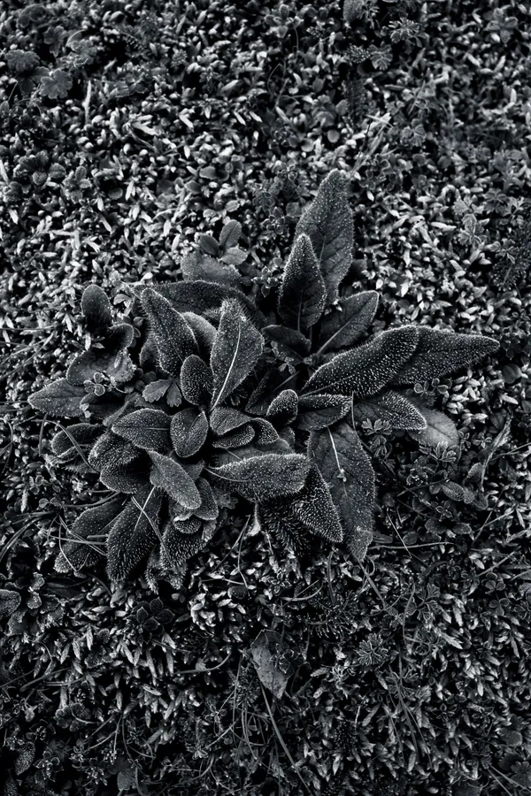 Macro en noir et blanc d’une rosette aux feuilles veloutées couvertes de givre, posée sur un tapis dense de mousses et micro-plantes ; lumière rase, textures riches et contraste hivernal.
