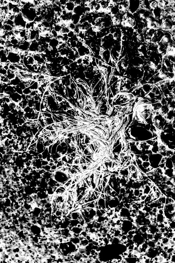 Vue très contrastée en noir et blanc d’une algue fibreuse échouée : ses filaments clairs s’entrelacent en silhouette torsadée sur une roche sombre et poreuse, texture granuleuse et rendu graphique.