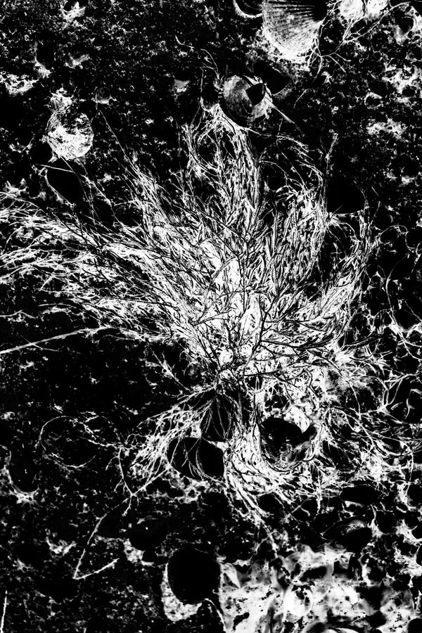 Algue fibreuse en noir et blanc, étalée comme une étoile de filaments clairs sur une roche volcanique poreuse ; fort contraste, textures granuleuses et graphisme organique.