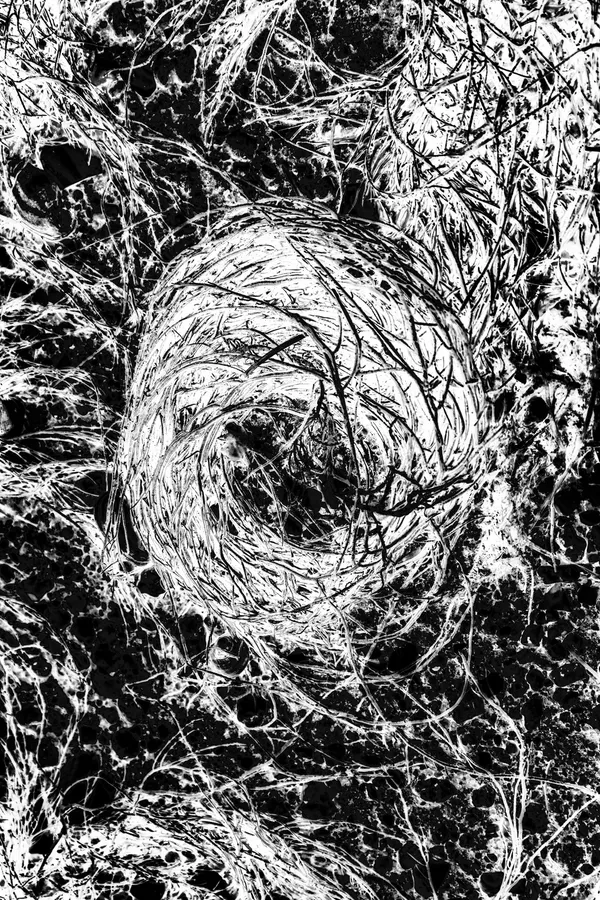 Macro en noir et blanc d’un tourbillon d’algues fibreuses formant un nid lumineux ; les filaments spiralent sur une roche volcanique poreuse, avec un rendu très contrasté et graphique.