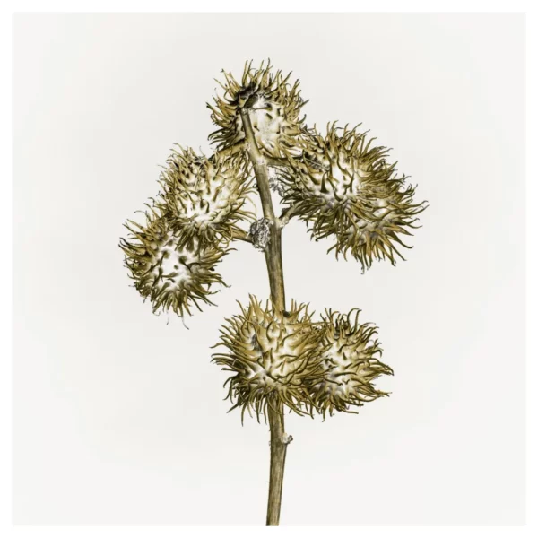 Photographie d’art végétale représentant une tige de capsules de ricin aux formes graphiques sur fond clair, réalisée à Bordeaux, tirage photo fine art signé et numéroté par le photographe Nicolas Louis, idéale pour une décoration murale contemporaine dans un intérieur à Paris ou Bordeaux.