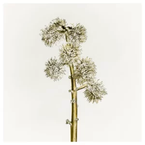 Photographie d’art végétale représentant une tige de capsules de ricin aux formes épineuses sur fond clair, réalisée à Bordeaux, tirage photo fine art signé et numéroté par le photographe Nicolas Louis, idéale pour une décoration murale contemporaine dans un intérieur à Paris ou Bordeaux.